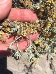 Helichrysum litorale