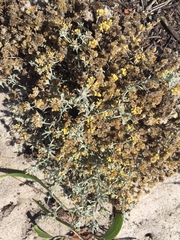 Helichrysum litorale