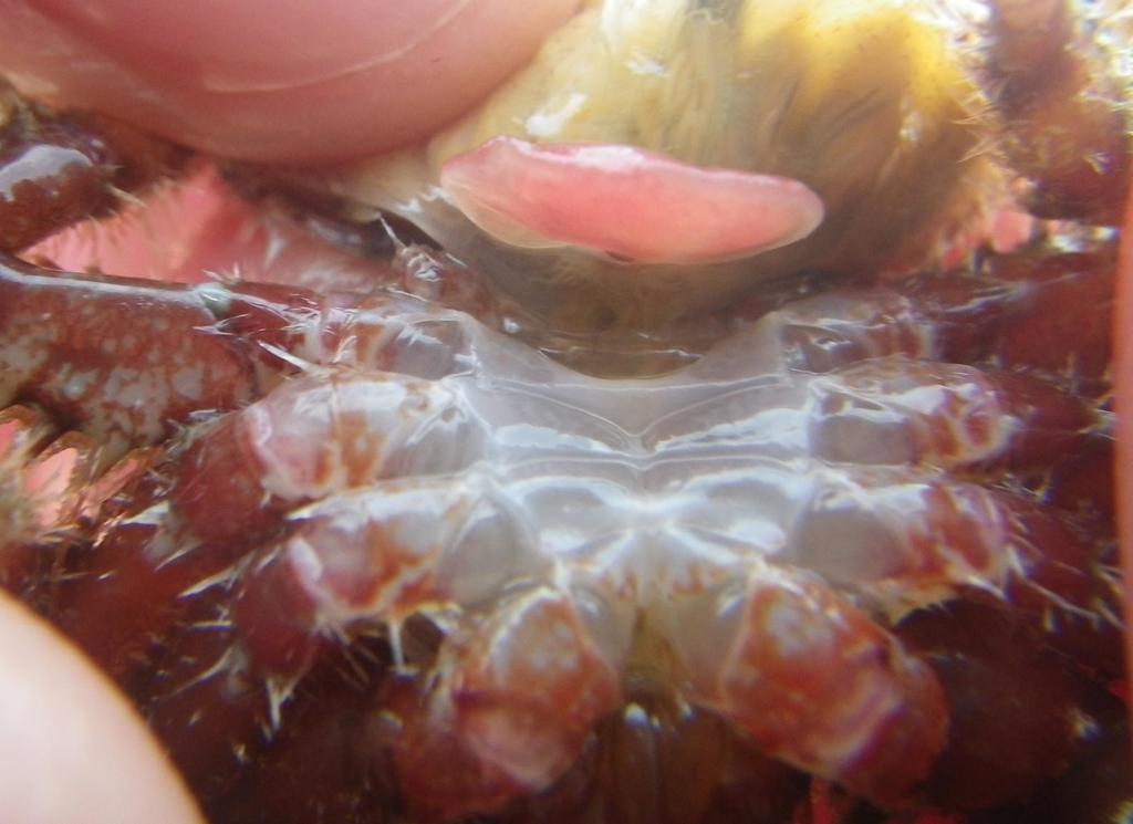 Briarosaccus tenellus