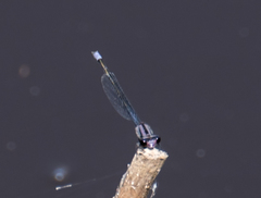 Enallagma cardenium