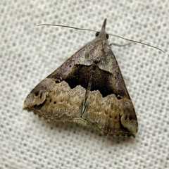 Hypena gonospilalis