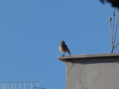 Phoenicurus ochruros