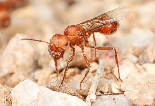 Maricopa Harvester Ant