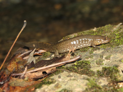 Desmognathus conanti