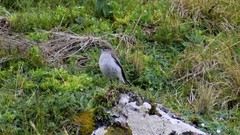 Muscisaxicola cinereus