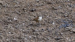 Cinclodes albiventris