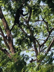 Alouatta