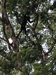 Alouatta