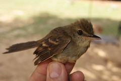 Cnemotriccus fuscatus