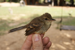 Cnemotriccus fuscatus