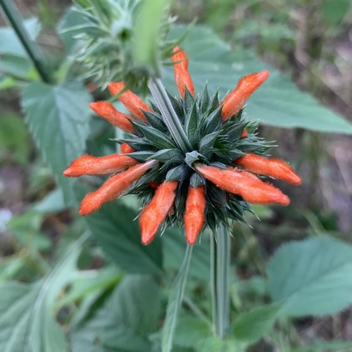 Leonotis nepetifolia image