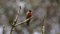 Diglossa brunneiventris