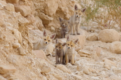Vulpes vulpes arabica
