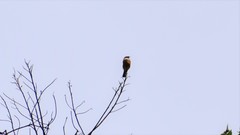 Ochthoeca oenanthoides