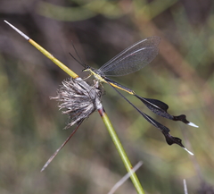 Chasmoptera huttii