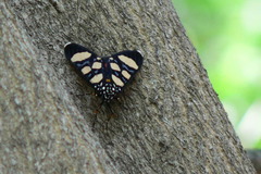 Heraclia africana