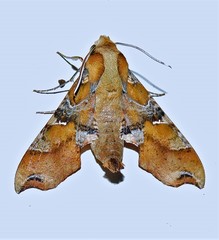 Callionima grisescens