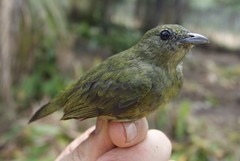 Ceratopipra rubrocapilla