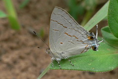 Hypolycaena philippus