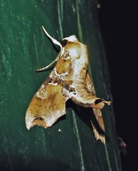 Callionima grisescens