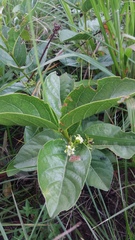 Vangueria venosa