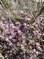 Erica labialis