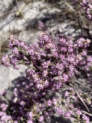 Erica labialis