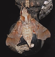 Callionima grisescens