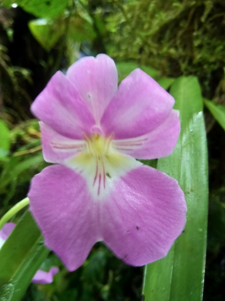 Showy Miltoniopsis