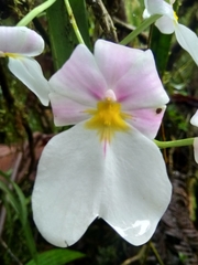 Miltoniopsis
