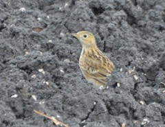 Anthus spragueii