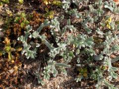 Artemisia campestris maritima