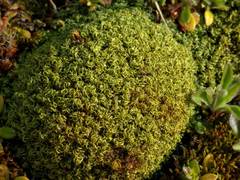 Tortella flavovirens