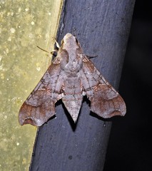 Callionima grisescens