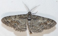 Cleora sublunaria