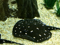 Potamotrygon leopoldi