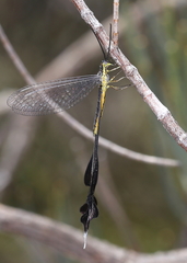 Chasmoptera huttii
