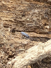 Pogonognathellus dubius