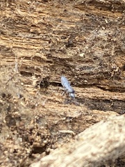 Pogonognathellus dubius