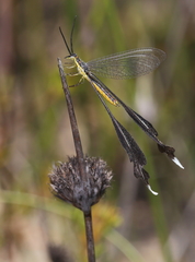 Chasmoptera huttii