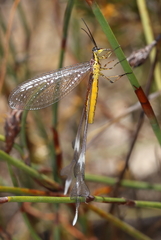 Chasmoptera huttii