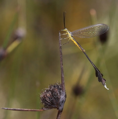 Chasmoptera huttii