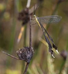 Chasmoptera huttii