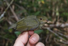 Ceratopipra rubrocapilla