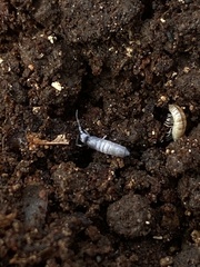 Pogonognathellus dubius