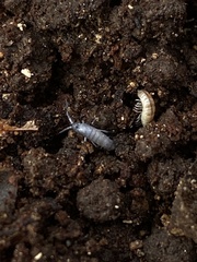 Pogonognathellus dubius