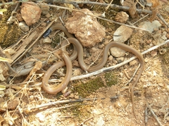 Rhynchocalamus melanocephalus