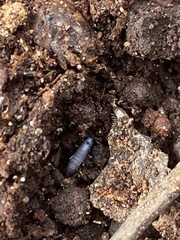 Pogonognathellus dubius