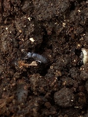 Pogonognathellus dubius