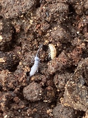 Pogonognathellus dubius